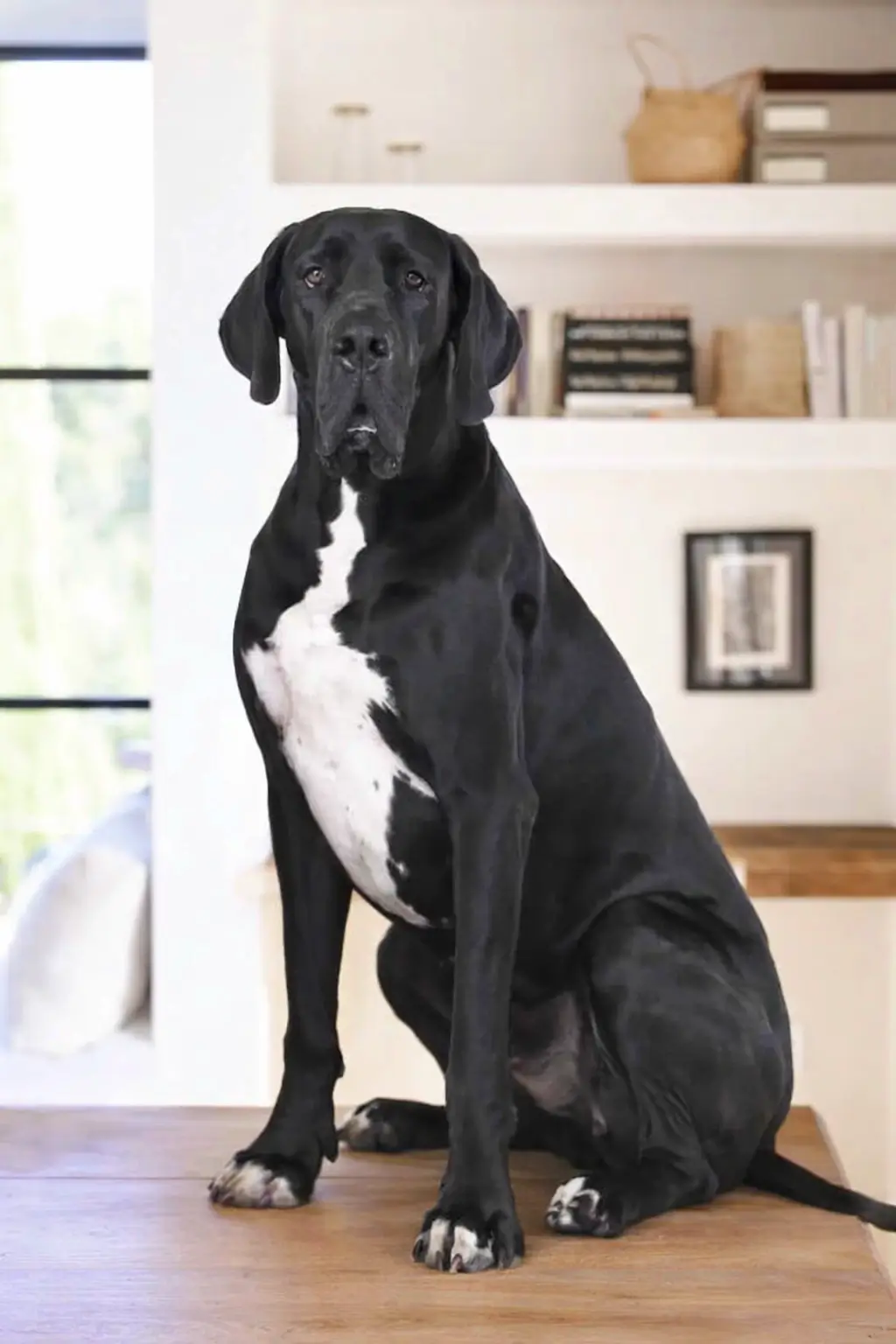 Hugues Mascotte de la Conciergerie Pirotte.