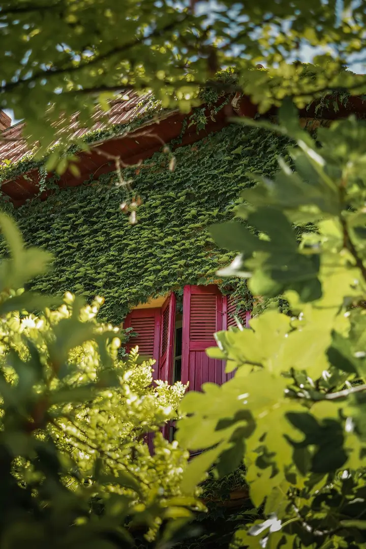 Maison secondaire dans le Luberon avec façade en pierre couverte de végétation et volets rouges typiques de Provence