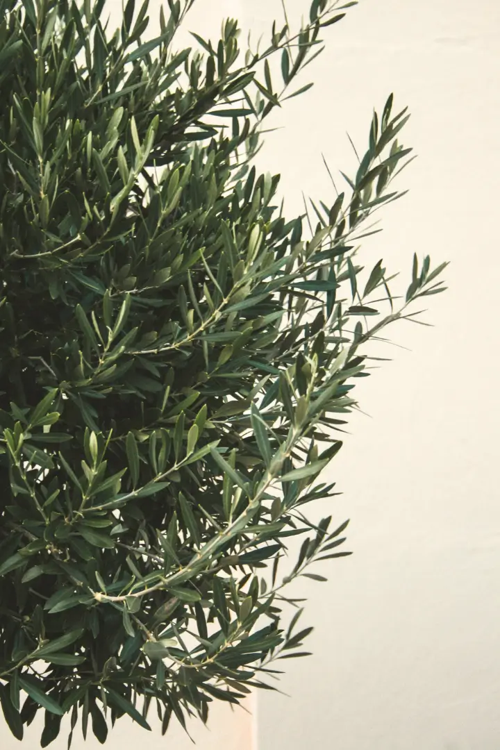 Olivier dans le jardin d’une maison secondaire en Provence dans le Luberon