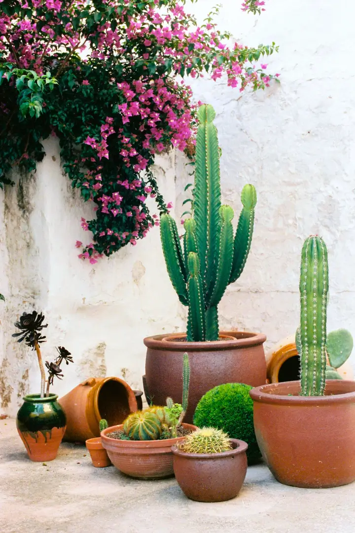 Terrasse méditerranéenne avec cactus et bougainvillier dans une maison du Luberon