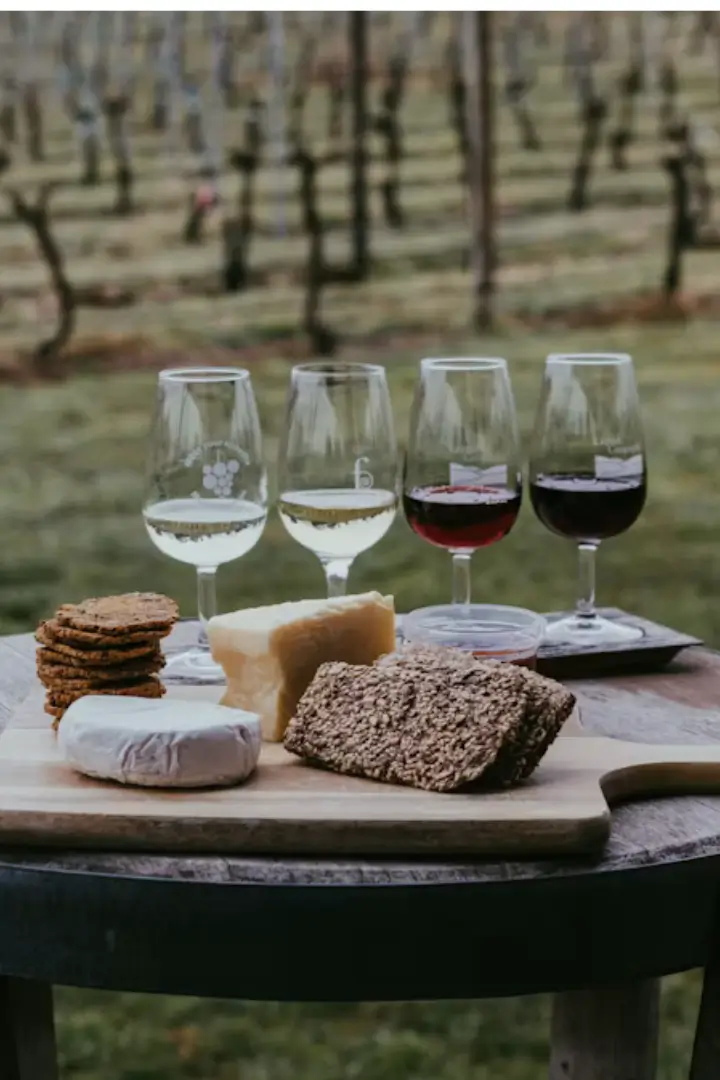 Wine tasting with cheese board in front of a vineyard, Luberon wine estate
