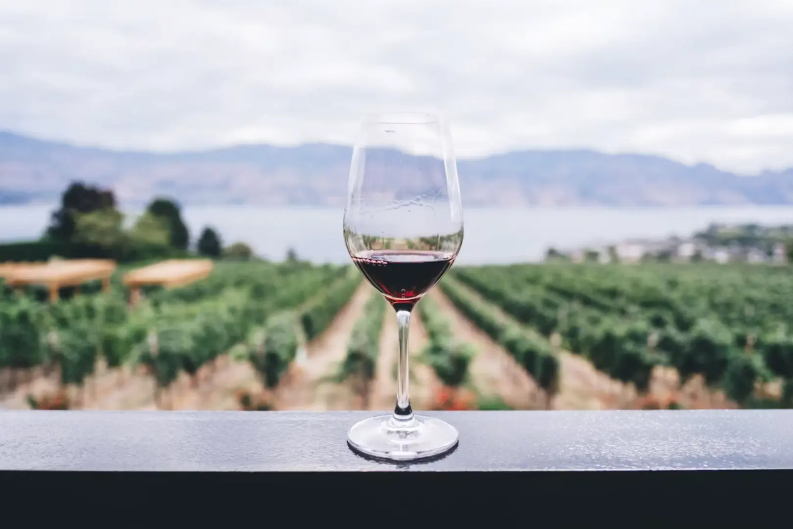 Glass of red wine in front of a vineyard, wine estates Luberon
