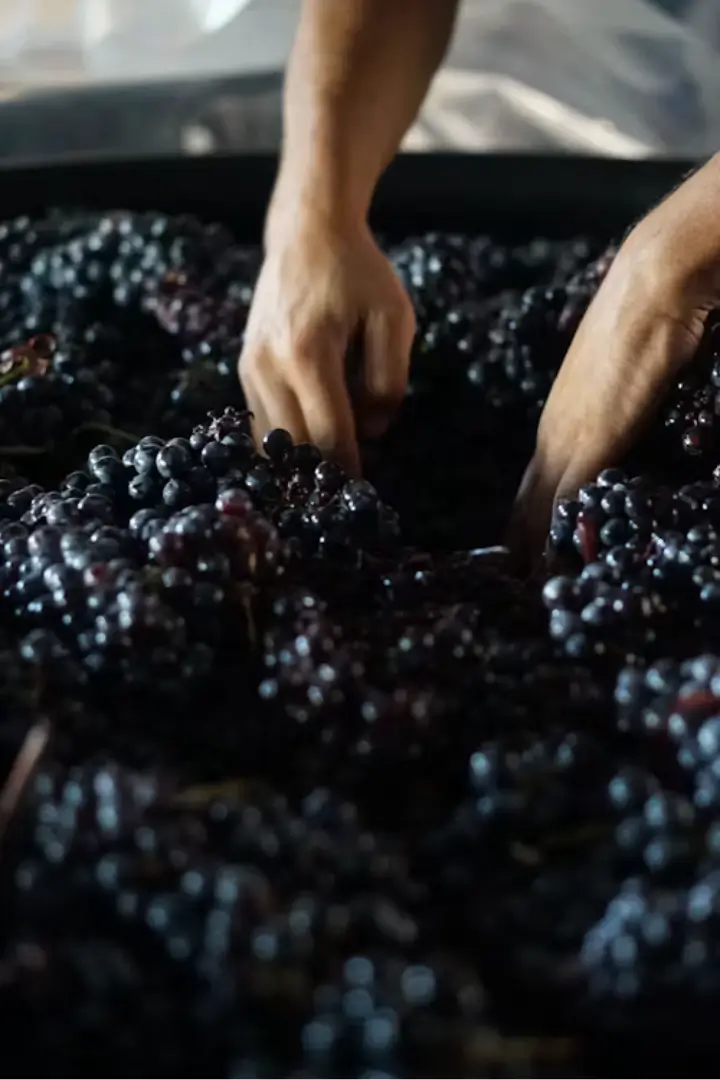 Manual grape sorting during harvest, organic viticulture Luberon