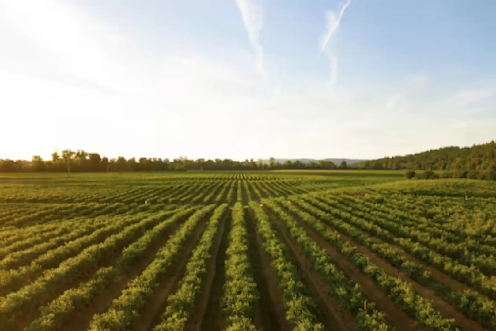 Vue aérienne d'un vignoble au coucher du soleil, paysage viticole Luberon