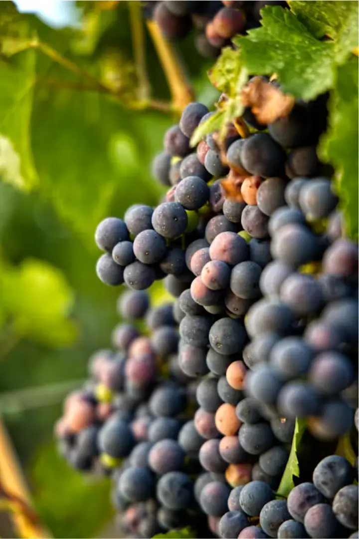 Black grape clusters on the vine, Luberon AOC varietals