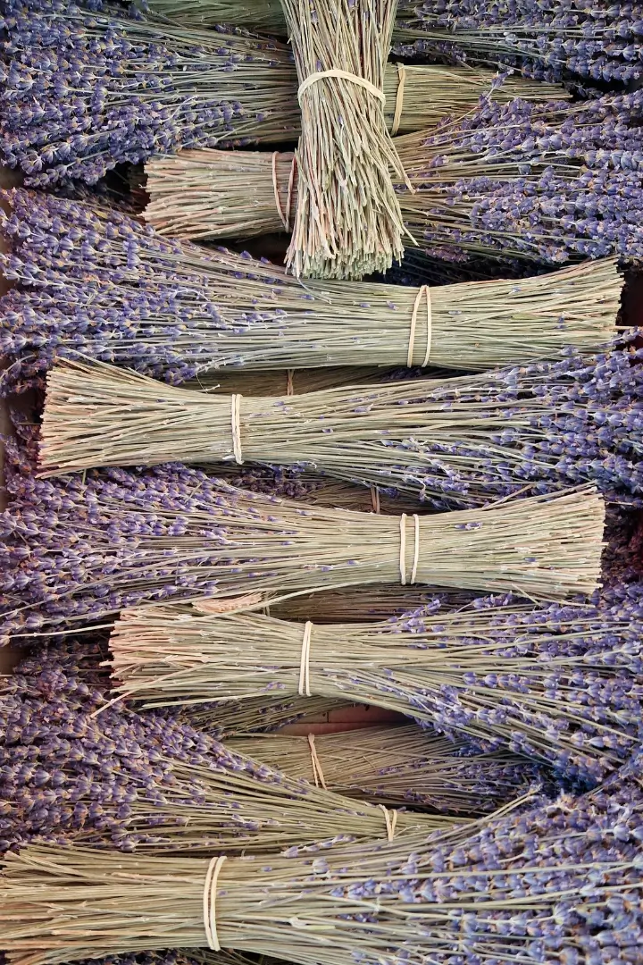 Bottes de lavande séchée artisanale alignées sur un marché provençal dans le Luberon.