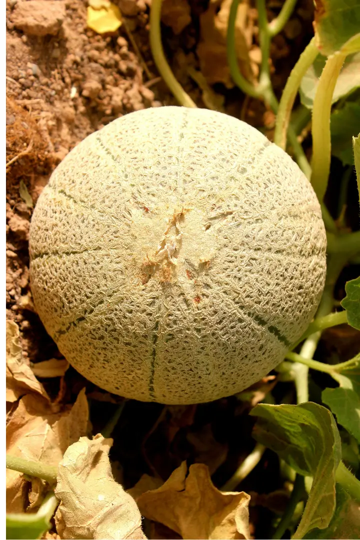 Gros plan sur un melon de Cavaillon mûr sur un étal de marché en Provence, Luberon.