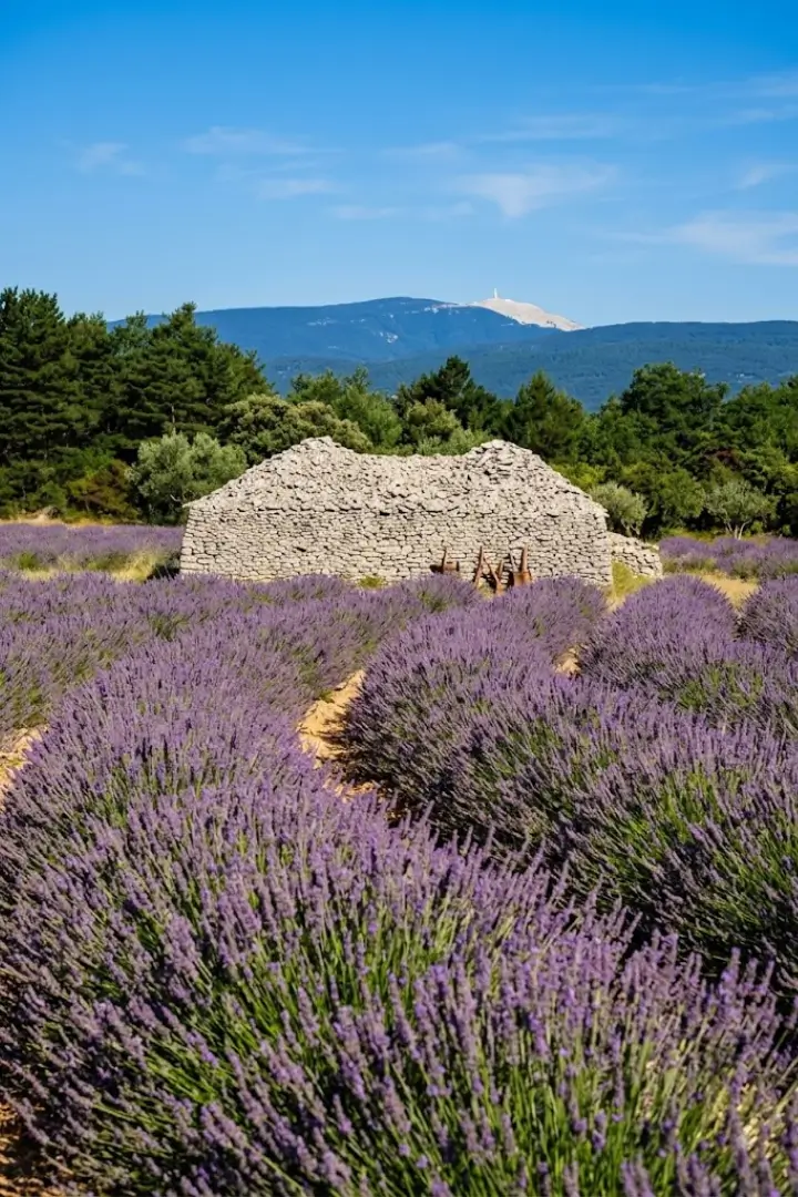 Champ de lavande et borie en pierre sèche sur le versant nord du Luberon
